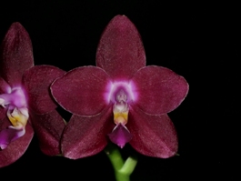 Phalaenopsis Phoenix Passion Dark Beauty AM/AOS 80 pts.